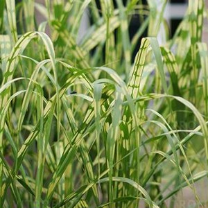 Мискантус Miscanthus Alligator
